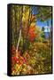 Coastal Forest Autumn Scenic, Maine-George Oze-Framed Stretched Canvas