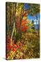 Coastal Forest Autumn Scenic, Maine-George Oze-Stretched Canvas