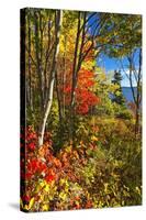 Coastal Forest Autumn Scenic, Maine-George Oze-Stretched Canvas