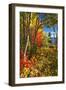 Coastal Forest Autumn Scenic, Maine-George Oze-Framed Photographic Print