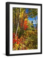 Coastal Forest Autumn Scenic, Maine-George Oze-Framed Photographic Print