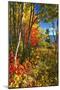 Coastal Forest Autumn Scenic, Maine-George Oze-Mounted Photographic Print