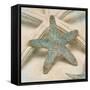 Coastal Gems III-John Seba-Framed Stretched Canvas