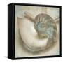 Coastal Gems IV-John Seba-Framed Stretched Canvas
