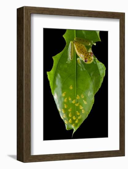 Coastal glassfrog on leaf with eggs. San Lorenzo, Esmeraldas, Ecuador-Lucas Bustamante-Framed Photographic Print