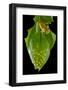 Coastal glassfrog on leaf with eggs. San Lorenzo, Esmeraldas, Ecuador-Lucas Bustamante-Framed Photographic Print