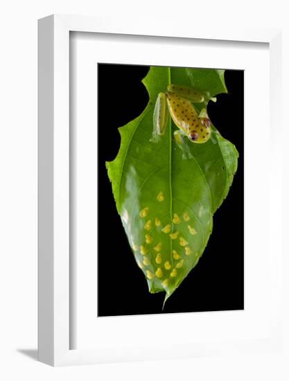 Coastal glassfrog on leaf with eggs. San Lorenzo, Esmeraldas, Ecuador-Lucas Bustamante-Framed Photographic Print