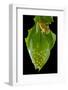 Coastal glassfrog on leaf with eggs. San Lorenzo, Esmeraldas, Ecuador-Lucas Bustamante-Framed Photographic Print