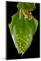 Coastal glassfrog on leaf with eggs. San Lorenzo, Esmeraldas, Ecuador-Lucas Bustamante-Mounted Photographic Print