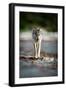 Coastal grey wolf, British Columbia, Canada-Uri Golman-Framed Photographic Print