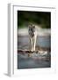 Coastal grey wolf, British Columbia, Canada-Uri Golman-Framed Photographic Print