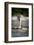 Coastal grey wolf, British Columbia, Canada-Uri Golman-Framed Photographic Print