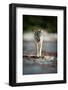 Coastal grey wolf, British Columbia, Canada-Uri Golman-Framed Photographic Print