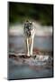 Coastal grey wolf, British Columbia, Canada-Uri Golman-Mounted Photographic Print