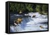 Coastal Grizzlies or Alaskan Brown Bears Fishing-null-Framed Stretched Canvas