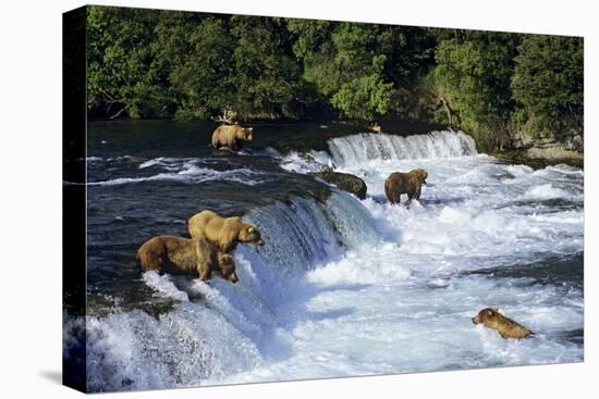 Coastal Grizzlies or Alaskan Brown Bears Fishing-null-Stretched Canvas