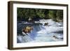 Coastal Grizzlies or Alaskan Brown Bears Fishing-null-Framed Photographic Print
