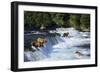 Coastal Grizzlies or Alaskan Brown Bears Fishing-null-Framed Photographic Print