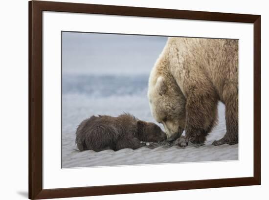 Coastal Grizzly bear cub begs for a clam. Lake Clark National Park, Alaska.-Brenda Tharp-Framed Premium Photographic Print