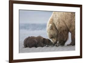 Coastal Grizzly bear cub begs for a clam. Lake Clark National Park, Alaska.-Brenda Tharp-Framed Premium Photographic Print