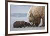 Coastal Grizzly bear cub begs for a clam. Lake Clark National Park, Alaska.-Brenda Tharp-Framed Premium Photographic Print