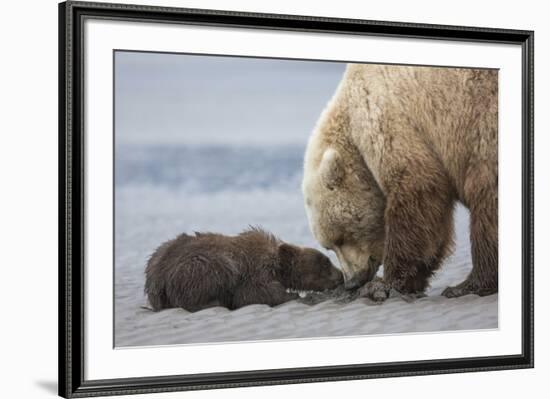 Coastal Grizzly bear cub begs for a clam. Lake Clark National Park, Alaska.-Brenda Tharp-Framed Premium Photographic Print