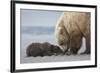 Coastal Grizzly bear cub begs for a clam. Lake Clark National Park, Alaska.-Brenda Tharp-Framed Premium Photographic Print