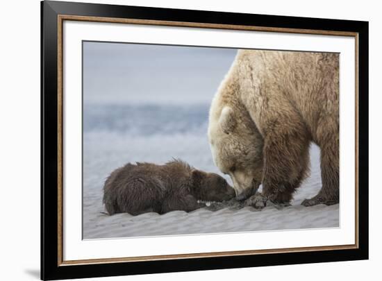 Coastal Grizzly bear cub begs for a clam. Lake Clark National Park, Alaska.-Brenda Tharp-Framed Premium Photographic Print