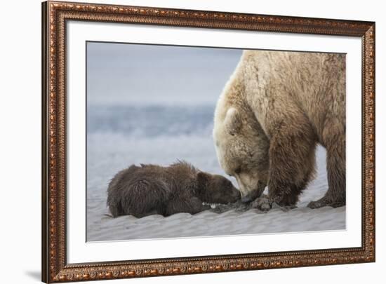 Coastal Grizzly bear cub begs for a clam. Lake Clark National Park, Alaska.-Brenda Tharp-Framed Premium Photographic Print