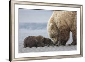 Coastal Grizzly bear cub begs for a clam. Lake Clark National Park, Alaska.-Brenda Tharp-Framed Premium Photographic Print