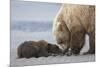 Coastal Grizzly bear cub begs for a clam. Lake Clark National Park, Alaska.-Brenda Tharp-Mounted Premium Photographic Print