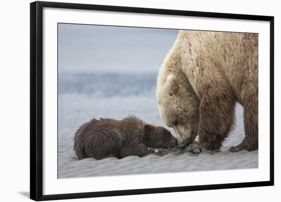 Coastal Grizzly bear cub begs for a clam. Lake Clark National Park, Alaska.-Brenda Tharp-Framed Photographic Print