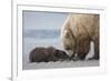 Coastal Grizzly bear cub begs for a clam. Lake Clark National Park, Alaska.-Brenda Tharp-Framed Photographic Print