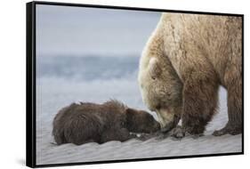 Coastal Grizzly bear cub begs for a clam. Lake Clark National Park, Alaska.-Brenda Tharp-Framed Stretched Canvas