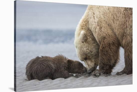 Coastal Grizzly bear cub begs for a clam. Lake Clark National Park, Alaska.-Brenda Tharp-Stretched Canvas