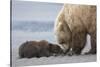 Coastal Grizzly bear cub begs for a clam. Lake Clark National Park, Alaska.-Brenda Tharp-Stretched Canvas