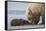 Coastal Grizzly bear cub begs for a clam. Lake Clark National Park, Alaska.-Brenda Tharp-Framed Stretched Canvas