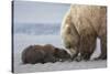 Coastal Grizzly bear cub begs for a clam. Lake Clark National Park, Alaska.-Brenda Tharp-Stretched Canvas