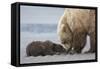 Coastal Grizzly bear cub begs for a clam. Lake Clark National Park, Alaska.-Brenda Tharp-Framed Stretched Canvas