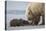 Coastal Grizzly bear cub begs for a clam. Lake Clark National Park, Alaska.-Brenda Tharp-Stretched Canvas