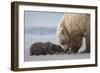 Coastal Grizzly bear cub begs for a clam. Lake Clark National Park, Alaska.-Brenda Tharp-Framed Photographic Print