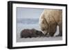 Coastal Grizzly bear cub begs for a clam. Lake Clark National Park, Alaska.-Brenda Tharp-Framed Photographic Print