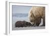 Coastal Grizzly bear cub begs for a clam. Lake Clark National Park, Alaska.-Brenda Tharp-Framed Photographic Print