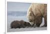 Coastal Grizzly bear cub begs for a clam. Lake Clark National Park, Alaska.-Brenda Tharp-Framed Photographic Print