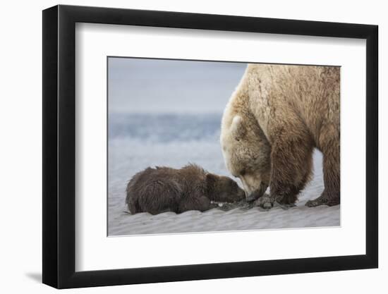 Coastal Grizzly bear cub begs for a clam. Lake Clark National Park, Alaska.-Brenda Tharp-Framed Photographic Print