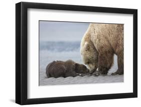 Coastal Grizzly bear cub begs for a clam. Lake Clark National Park, Alaska.-Brenda Tharp-Framed Photographic Print