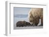 Coastal Grizzly bear cub begs for a clam. Lake Clark National Park, Alaska.-Brenda Tharp-Framed Photographic Print