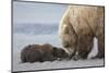 Coastal Grizzly bear cub begs for a clam. Lake Clark National Park, Alaska.-Brenda Tharp-Mounted Photographic Print