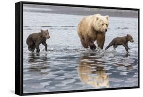 Coastal Grizzly bear mother and cubs run across mud flat, Lake Clark National Park, Alaska.-Brenda Tharp-Framed Stretched Canvas