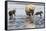 Coastal Grizzly bear mother and cubs run across mud flat, Lake Clark National Park, Alaska.-Brenda Tharp-Framed Stretched Canvas